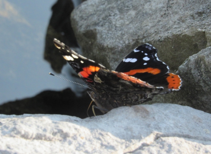 Red Admiral